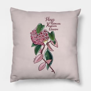 Hoya carnosa Krimson Queen in bloom Pillow