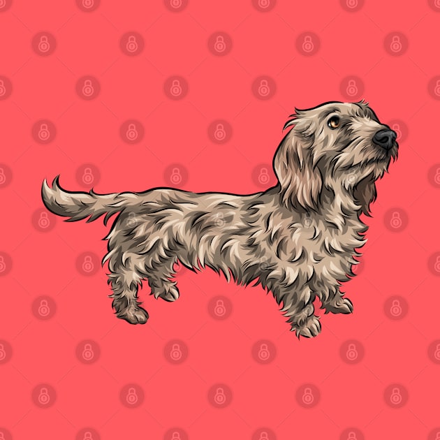 Wirehaired Dachshund by Shirin Illustration