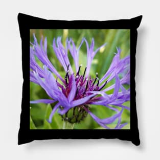 Cornflower Pillow