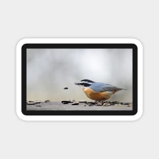 Nuthatch Magnet