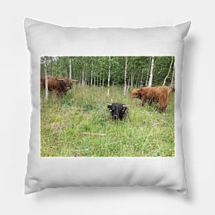 Scottish Highland Cattle Bulls 1456 Pillow