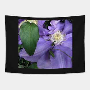 Purple Clematis the Tender Celestial Climber Tapestry