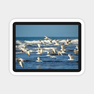 SEA BIRDS AND THE BLUE OCEAN DESIGN Magnet