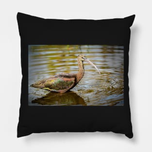 Glossy Ibis in Water Pillow