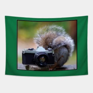 Grey squirrel Photographer Tapestry