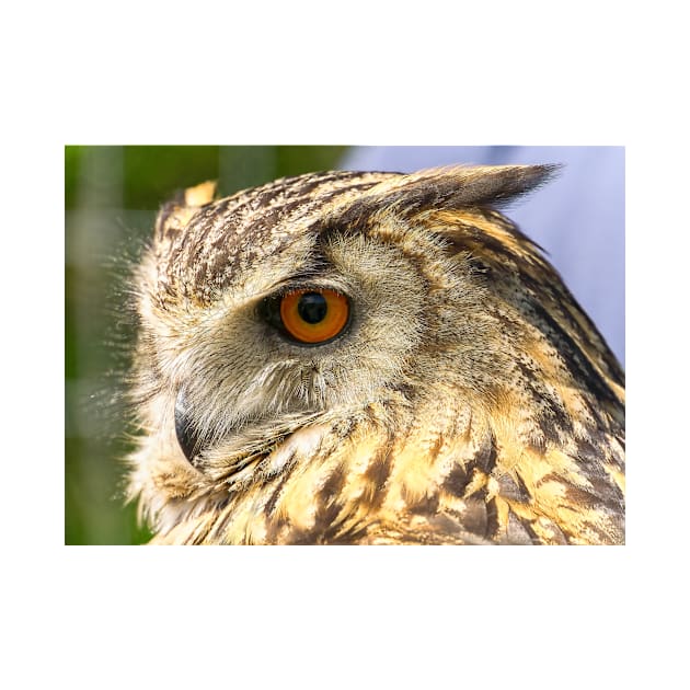 Eagle Owl Portrait by millroadgirl