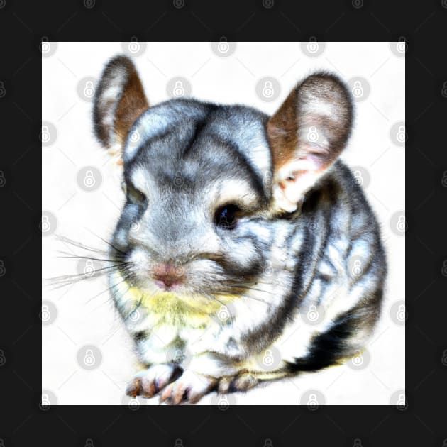 cute chinchilla 7 by cutiepeaupies