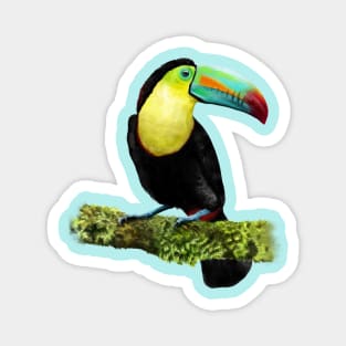 Hand drawn of Toucan bird. Magnet