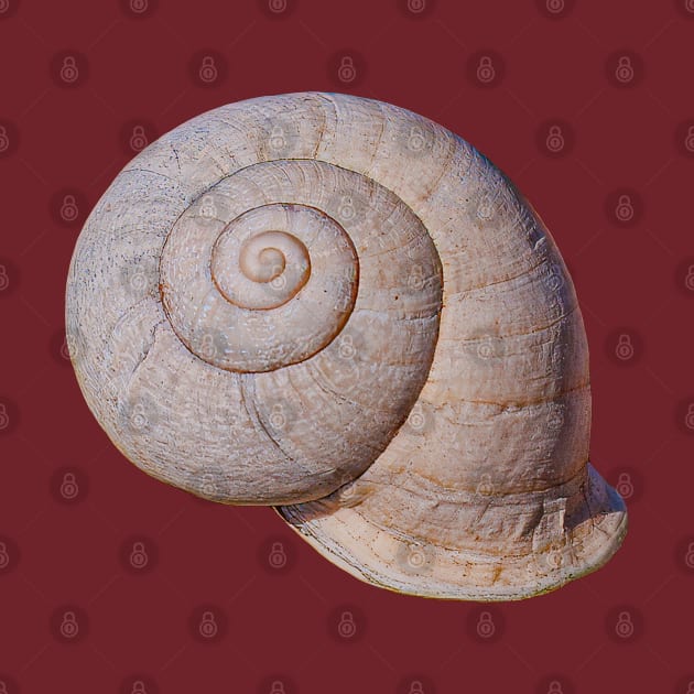 Snail Shell by dalyndigaital2@gmail.com