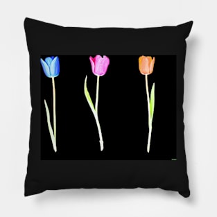 Three Colored Tulips Pillow