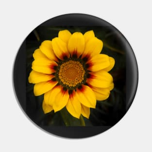 Gazania Pin