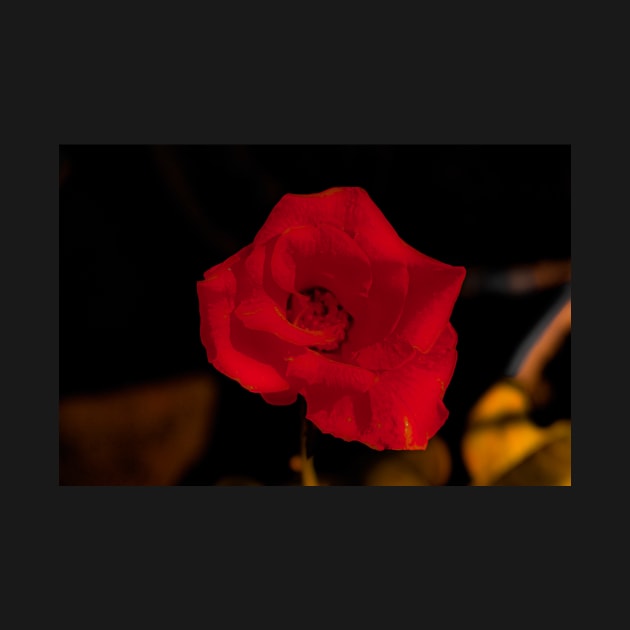 Dark red rose blossom by kall3bu