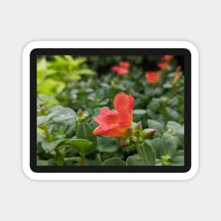 Red Flower 1 Magnet