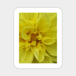 dahlia in full bloom and glowing bright yellow flower head in closeup Magnet