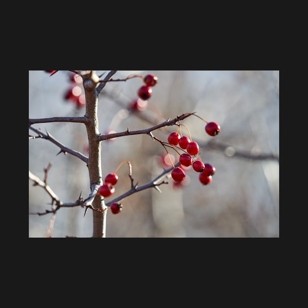 Ripe hawthorn berries by naturalis