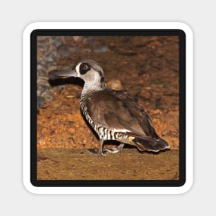 Pink Eared Duck - by South Australian artist Avril Thomas at Magpie Springs Magnet