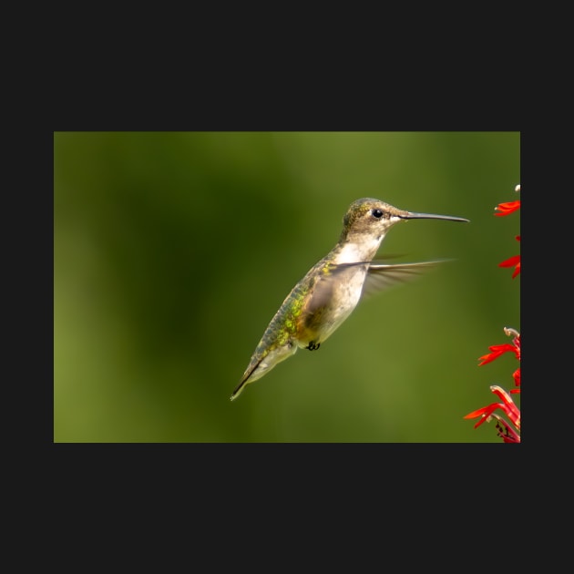 Ruby Throated hummingbird by FlyingLilly