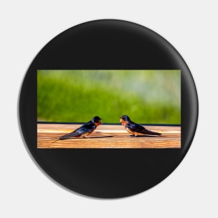 A Pair of Barn Swallows Arguing Pin