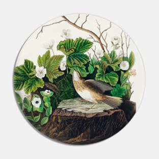 Tawny Thrush from Birds of America (1827) Pin