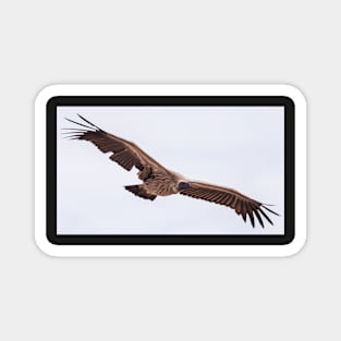 African White-Backed Vulture Magnet