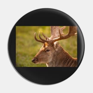 Gentle fallow deer portrait Pin