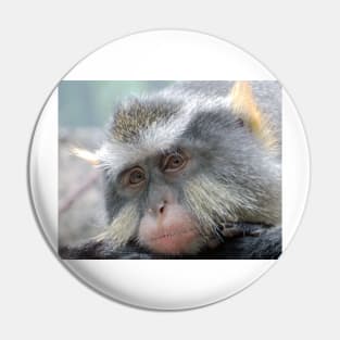 Macaque,Relaxing,Old World Monkeys Pin