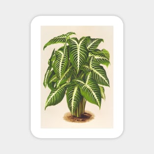 Caladium lindenii - Botanical Illustration Magnet