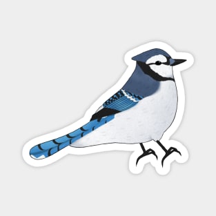 Blue Jay Magnet