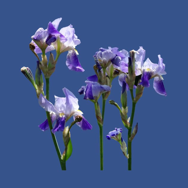 Irises - Group of Purple Irises by SusanSavad