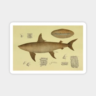 The Basking Shark Magnet