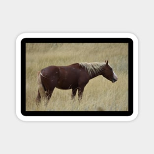 Wild Brown Horse Magnet