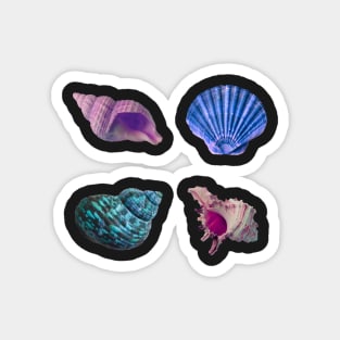 Cool Seashell 4 Pack Magnet