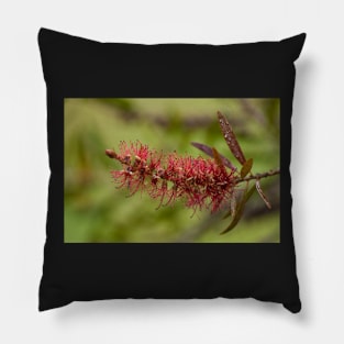 Bottlebrush Pillow