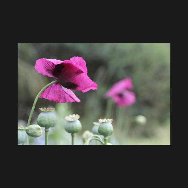 Magenta Poppies by gracethescene