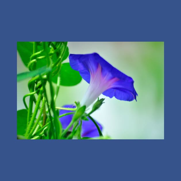 Blue Morning Glory by michaelasamples