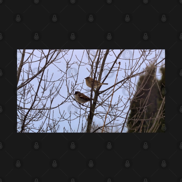 Two Sparrows Perched In a Tree, Male and Female by BackyardBirder