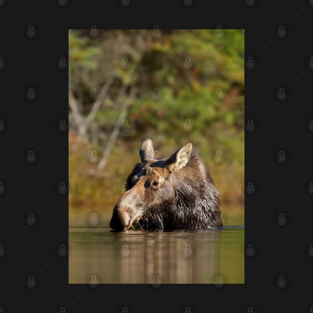 Moose - Algonquin Park, Canada by Jim Cumming