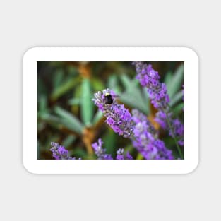 Bumblebee on lavender Magnet