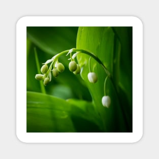 Lily of the Valley Magnet