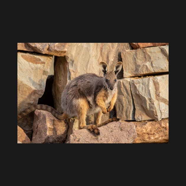 Yellow Footed Rock Wallaby, Arkaroola, South Australia. Endangered by AndrewGoodall