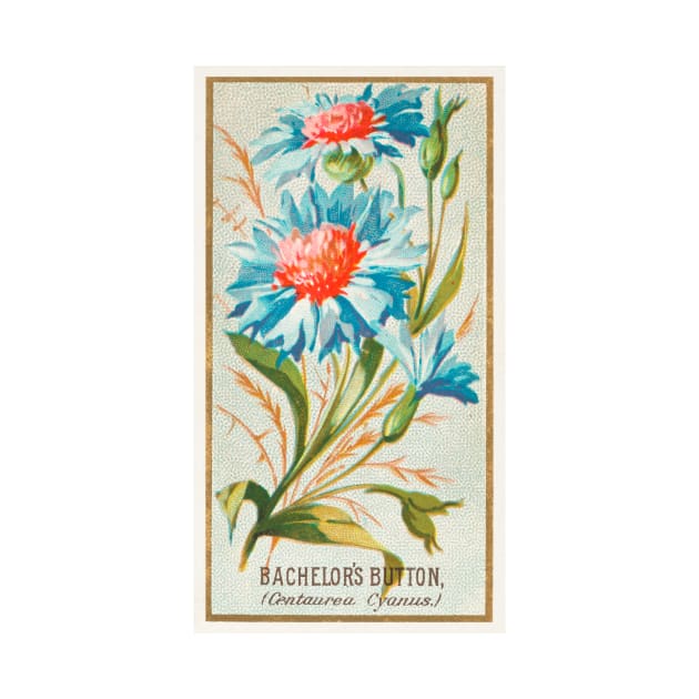 Bachelor's Button (Centaurea Cyanus) by WAITE-SMITH VINTAGE ART