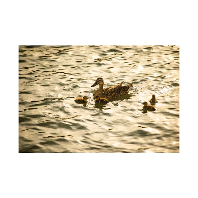 Baby Mallard and Mother by KensLensDesigns