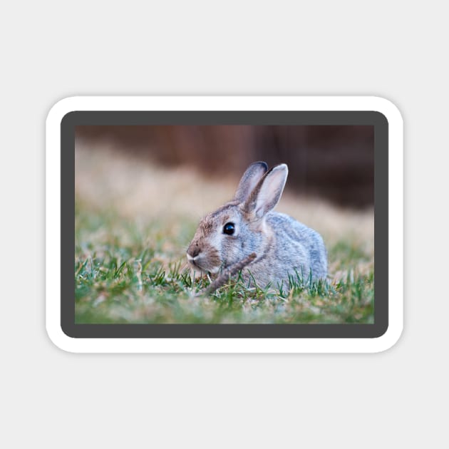 Mr. Cottontail Magnet by gdb2