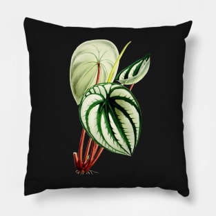 Peperomia argyreia - Curtis' botanical magazine - Botanical Illustration Pillow