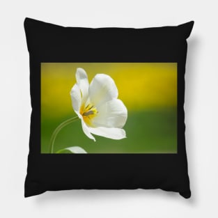 Tulip Pillow