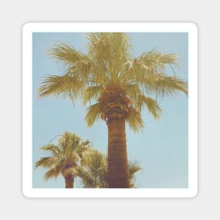 Pretty picture of a Palm Tree. Pretty Palm Trees Photography design with blue sky Magnet