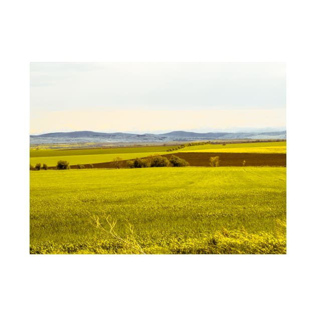 Yellow fields by bunlinked