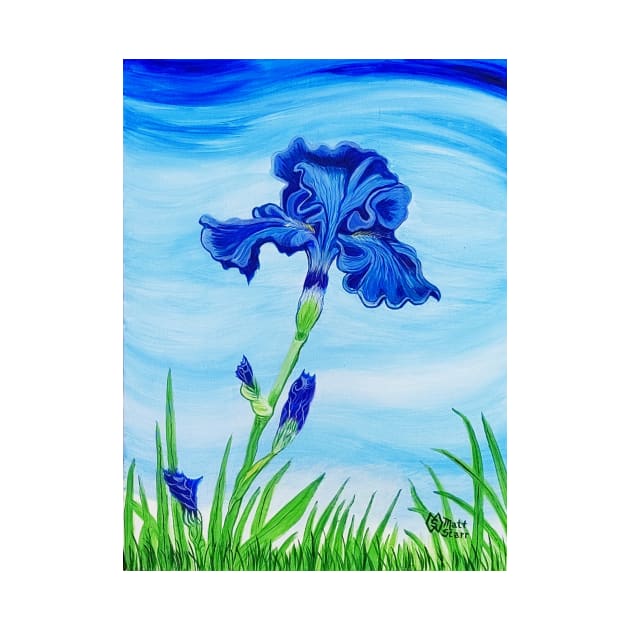 Blue Bearded Iris by Matt Starr Fine Art