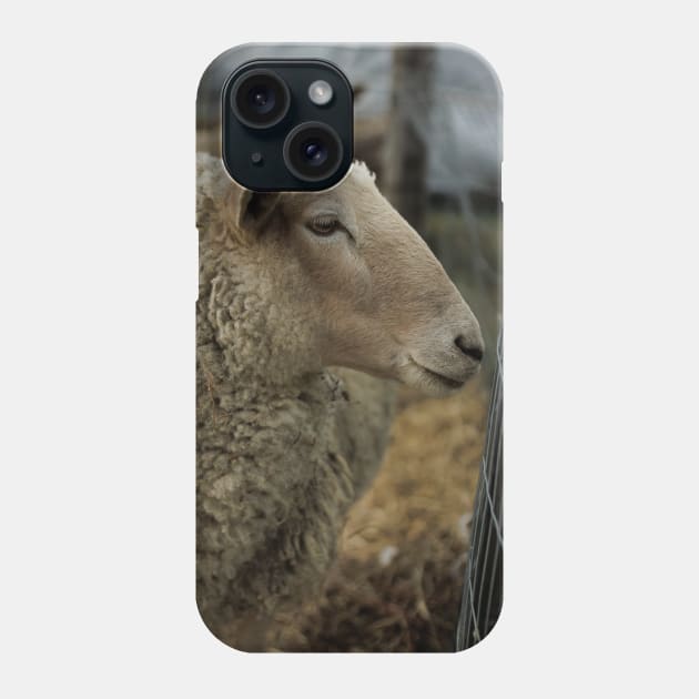 Curious Sheep with Bad Hair Day V1 Phone Case by Family journey with God