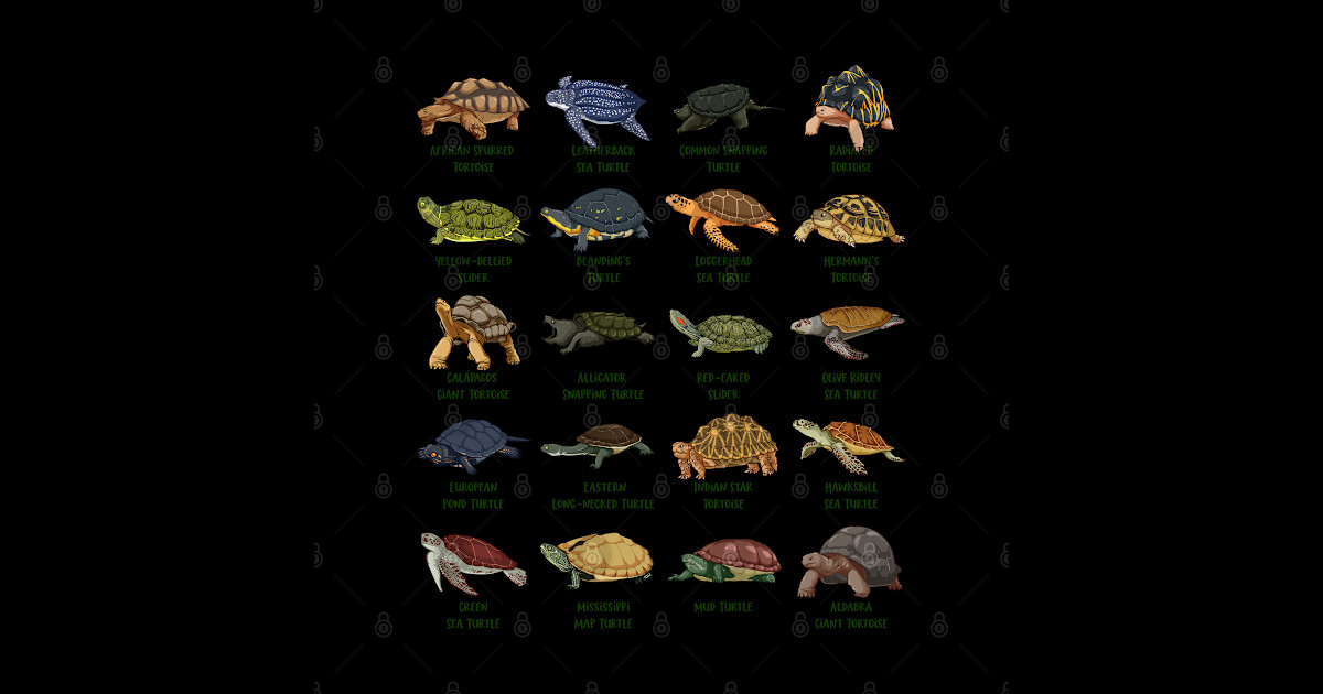 Tortoises and Turtles - Types of Turtles - Types Of Turtles - Posters ...